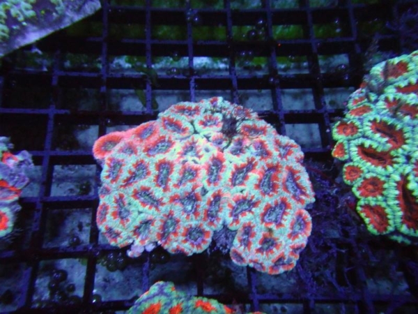 Aussie Acan