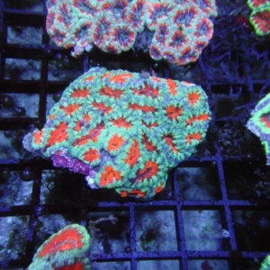 Aussie Acan