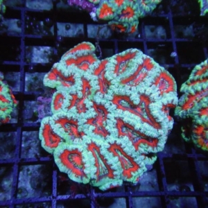 Aussie Acan
