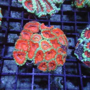Aussie Acan