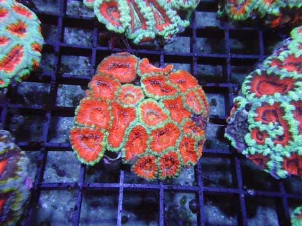 Aussie Acan