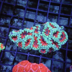 Aussie Acan
