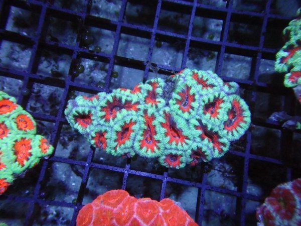 Aussie Acan