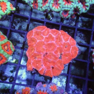 Aussie Acan