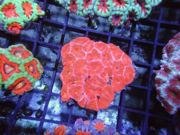 Aussie Acan