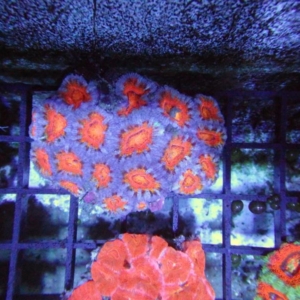 Aussie Acan