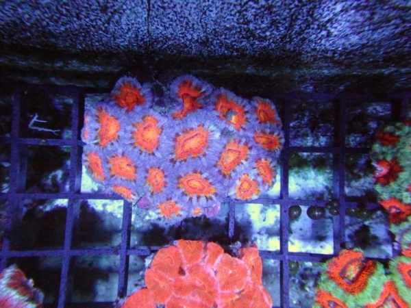 Aussie Acan