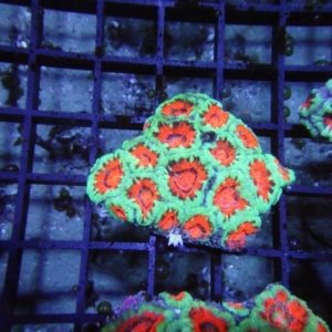 Aussie Acan
