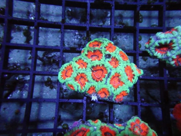 Aussie Acan
