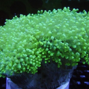 Neon Frogspawn