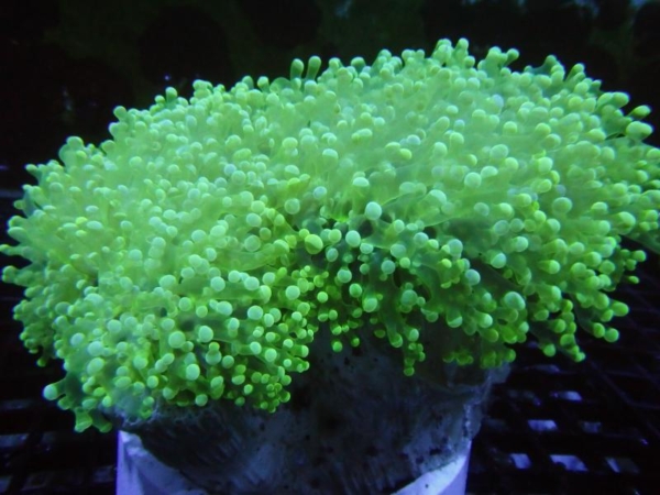 Neon Frogspawn