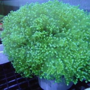 Neon Frogspawn
