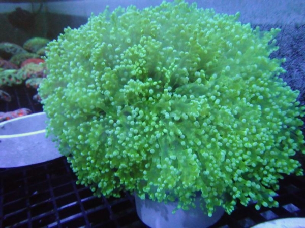 Neon Frogspawn