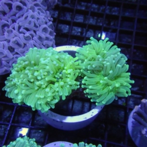 Aussi Green Torch
