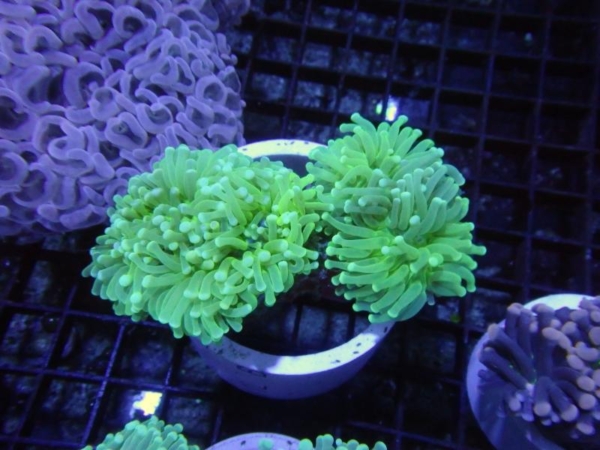 Aussi Green Torch