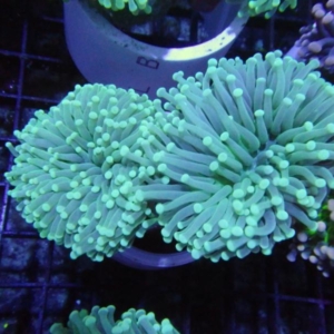Aussi Green Torch