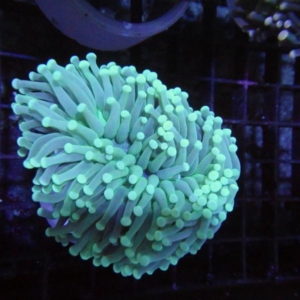 Aussi Green Torch