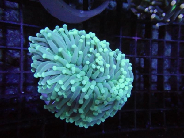 Aussi Green Torch