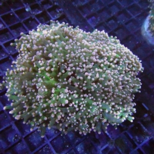 Frogspawn