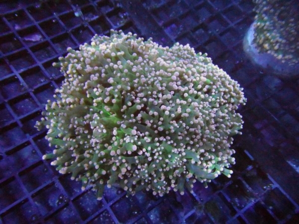 Frogspawn