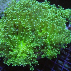 Frogspawn