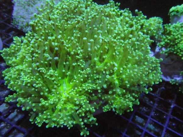 Frogspawn