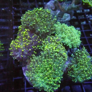Frogspawn