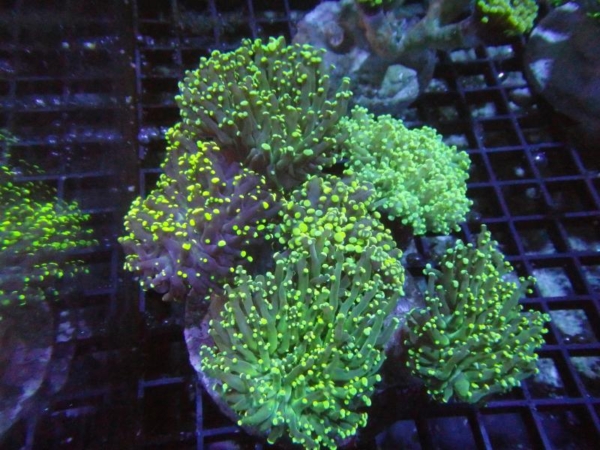 Frogspawn