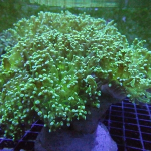 Frogspawn