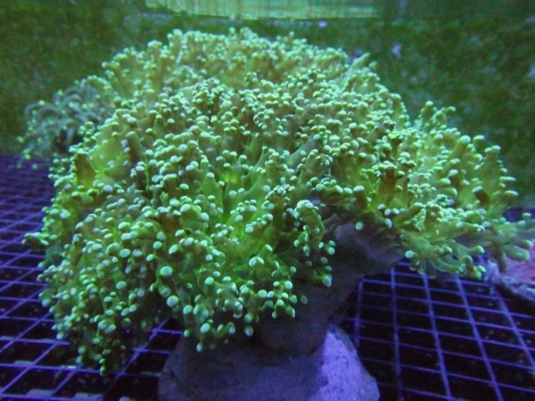 Frogspawn