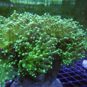 Frogspawn