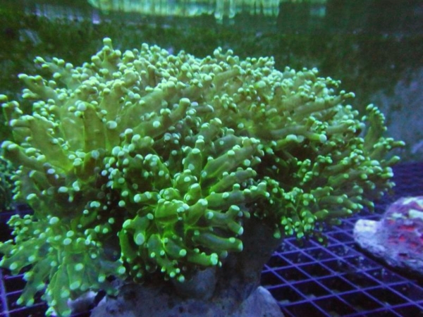 Frogspawn