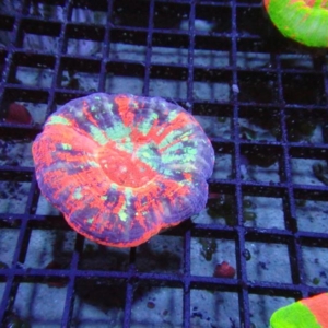 Scolymia