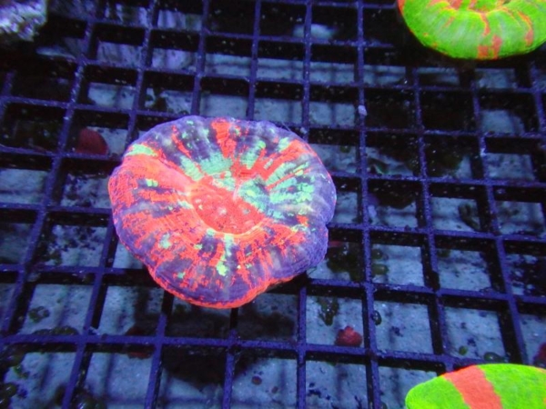 Scolymia