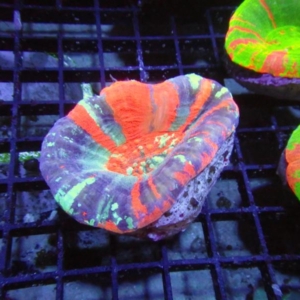 Scolymia
