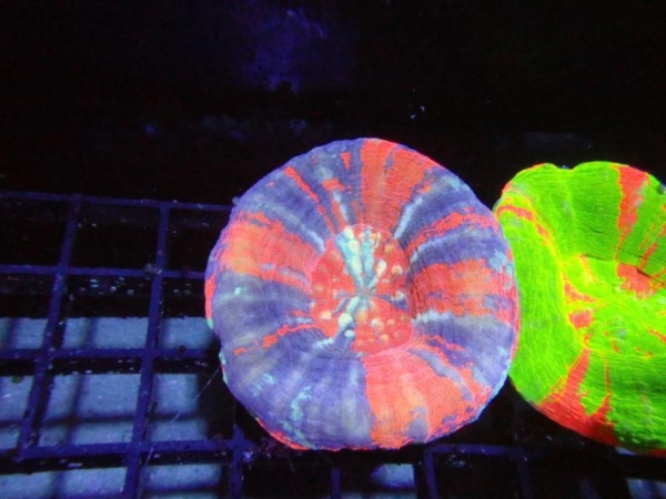 Scolymia