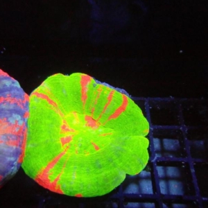 Scolymia