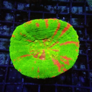 Scolymia