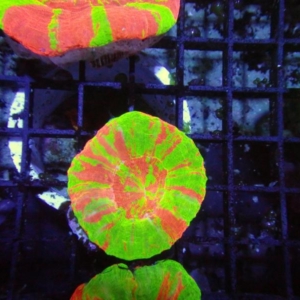 Scolymia