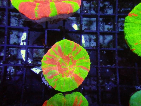 Scolymia