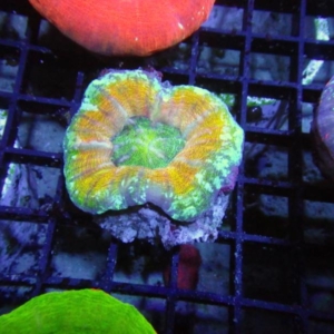 Scolymia