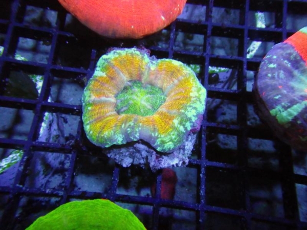 Scolymia