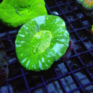 Scolymia