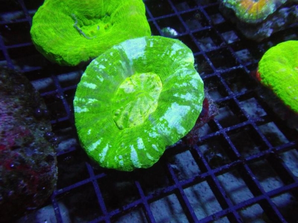 Scolymia