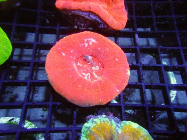 Scolymia