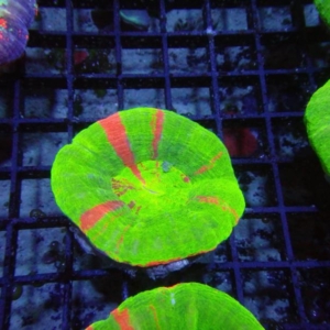 Scolymia