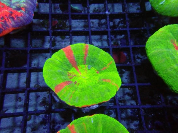 Scolymia