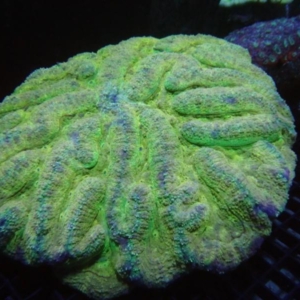 Symphyllia