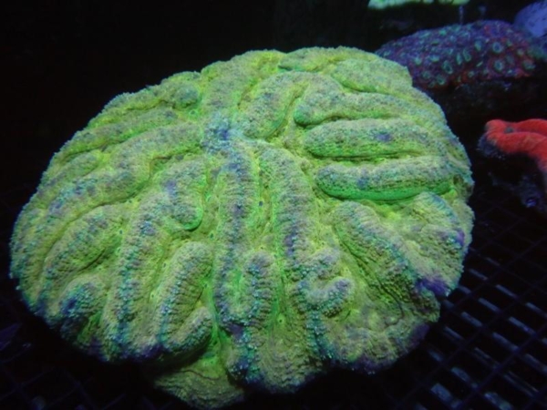 Symphyllia