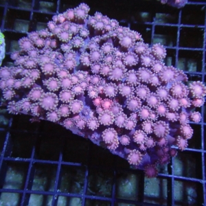 Red Goniopora